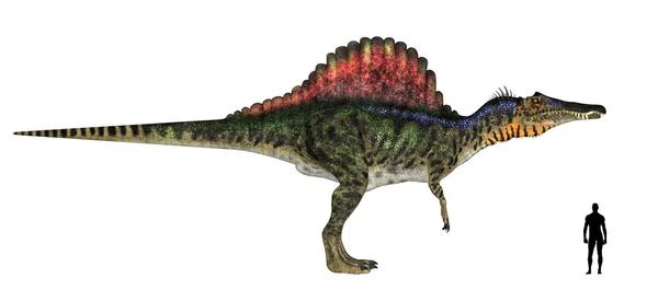 Сравнение размеров спинозавров — стоковое фото