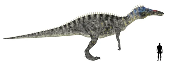 Сравнение размеров Suchomimus — стоковое фото