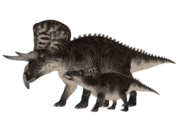 Ενηλίκων και νέων zuniceratops — Φωτογραφία Αρχείου