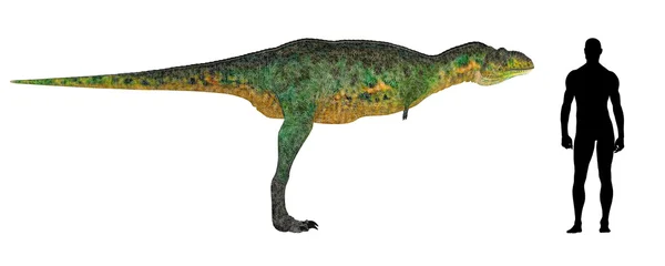 Порівняння розмірів Aucasaurus Стокове Фото