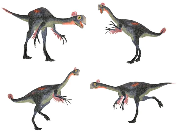 Paquete Gigantoraptor —  Fotos de Stock