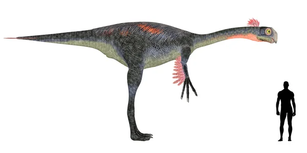 Gigantoraptor grootte vergelijking — Stockfoto