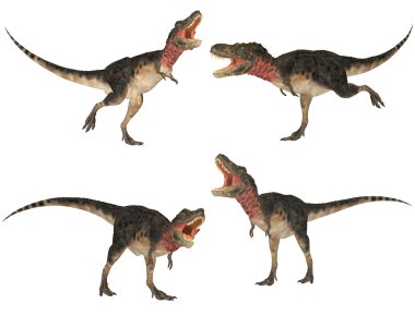 tarbosaurus paketi