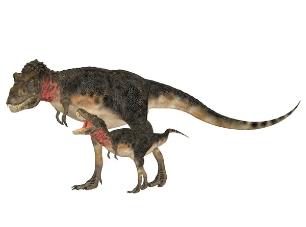 Adulto e Jovem Tarbosaurus — Fotografia de Stock