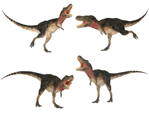 Tarbosaurus πακέτο — Φωτογραφία Αρχείου