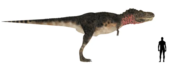 Tarbosaurus 大小比较 — 图库照片