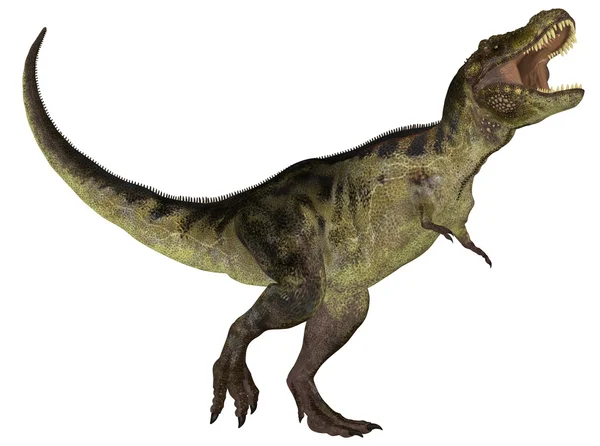 Tyrannosaurus — Φωτογραφία Αρχείου