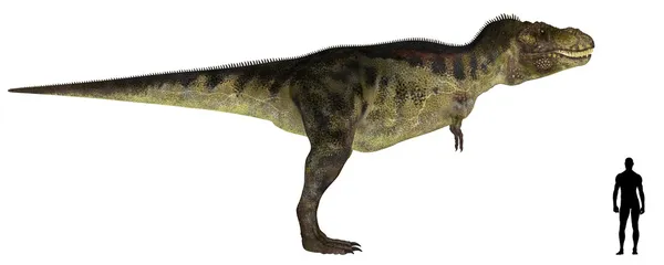 Сравнение размера тираннозавра — стоковое фото