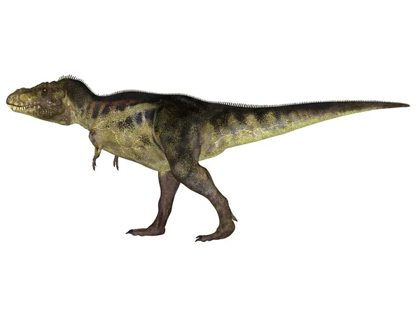 Tyrannosaurus Ліцензійні Стокові Фото