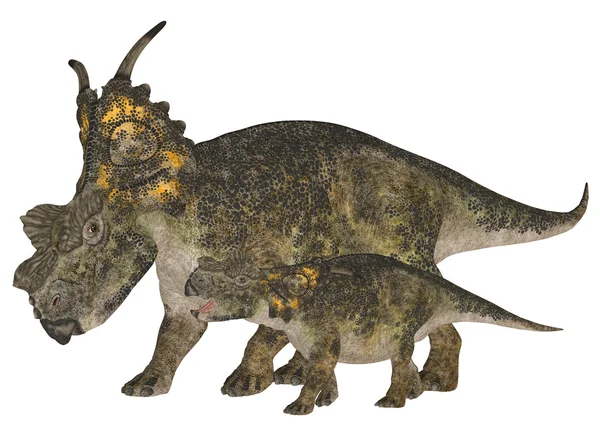 Adulto e Jovem Achelousaurus — Fotografia de Stock