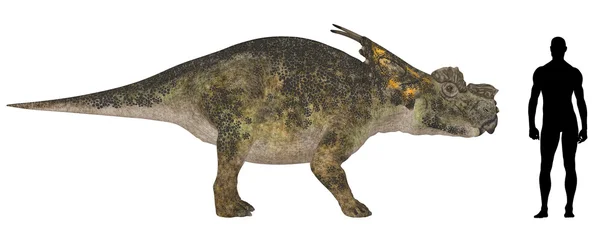 Achelousaurus 大小比较 — 图库照片