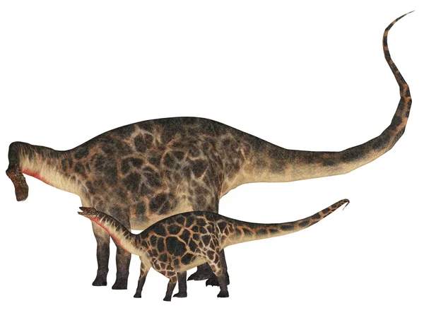 stock image Adult and Young Dicraeosaurus