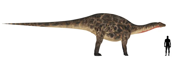 Porównanie rozmiarów dicraeosaurus — Zdjęcie stockowe