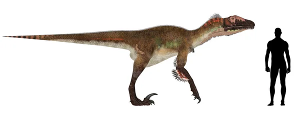 Utahraptor grootte vergelijking — Stockfoto