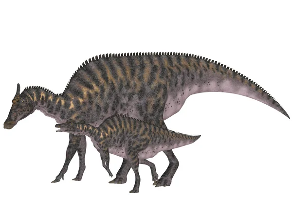 Yetişkin ve genç saurolophus — Stok fotoğraf