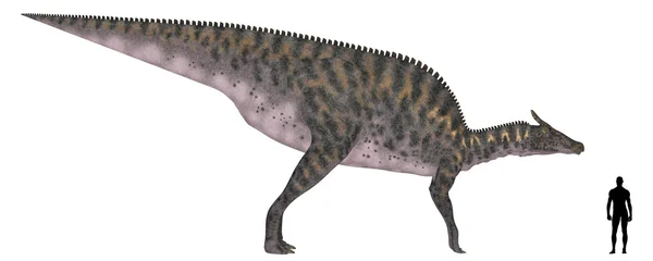 Saurolophus boyut karşılaştırma — Stok fotoğraf