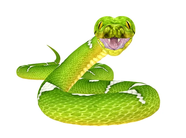 Зелене дерево Python — стокове фото