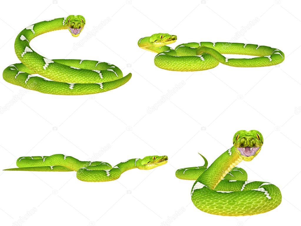 Green Tree Python Pack Stock Illustration by ©Chastity #11388551