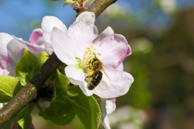 Working Bee