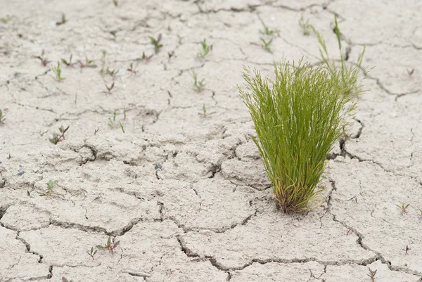 stock image Scrub grass on dry ground