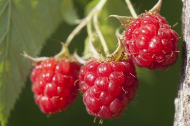 Raspberry fruits on branch clipart