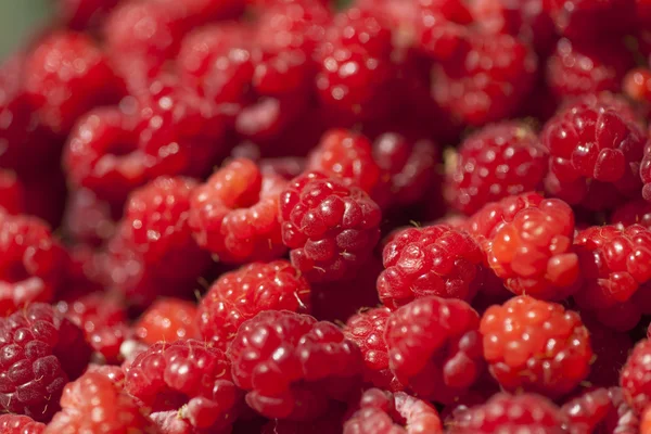 Плоди Червоної малини — стокове фото