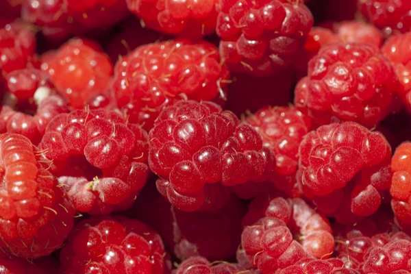 Κόκκινο σμέουρων φρούτα — Φωτογραφία Αρχείου