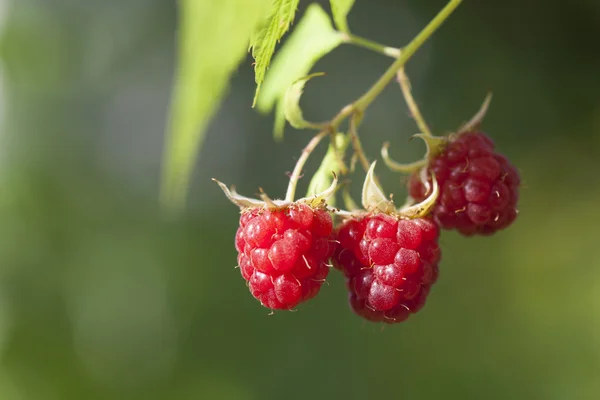 stock image Raspberry fruits on branch