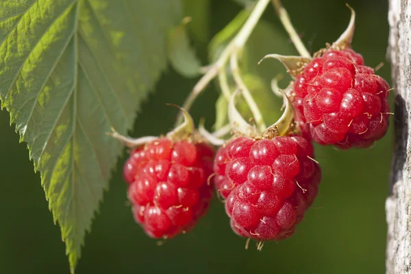 stock image Raspberry fruits on branch