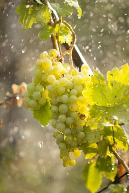 Watering grapes artificial rain clipart