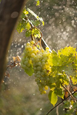 Watering grapes artificial rain clipart