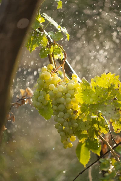 stock image Watering grapes artificial rain