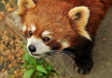 Red panda yakın çekim