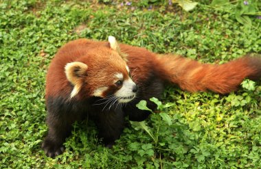 Red panda yakın çekim