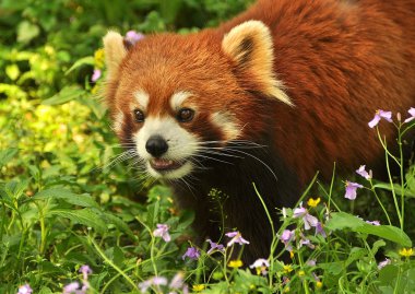 Red panda yakın çekim