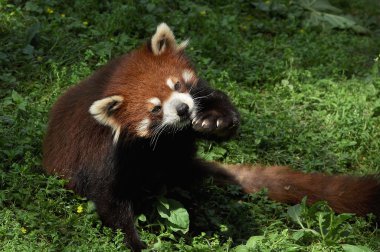 Red panda yakın çekim