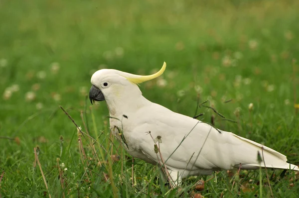 Fehér madár papagáj, Kakadu — Stock Fotó