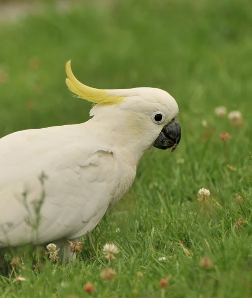 Λευκό πουλί Παπαγάλος είδος ψιττακού — Φωτογραφία Αρχείου