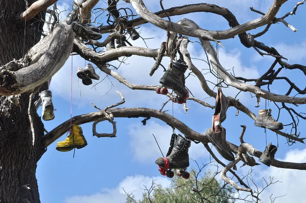 Старые ношенные сапоги висят на дереве — стоковое фото
