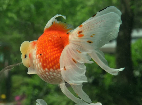 Aquariumvissen — Stockfoto