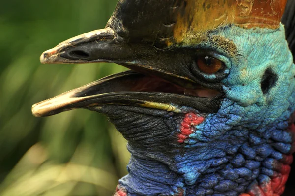 Exotic bird close-up — 图库照片