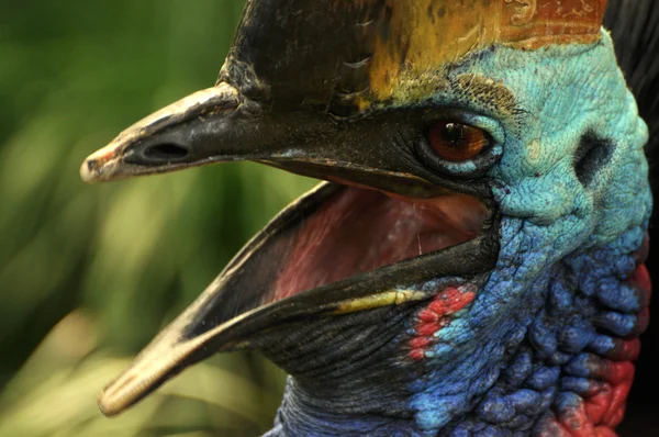 Aves exóticas close-up — Fotografia de Stock