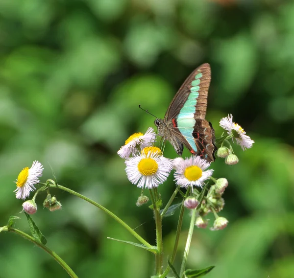 Mariposa sentada sobre flores — Foto de Stock