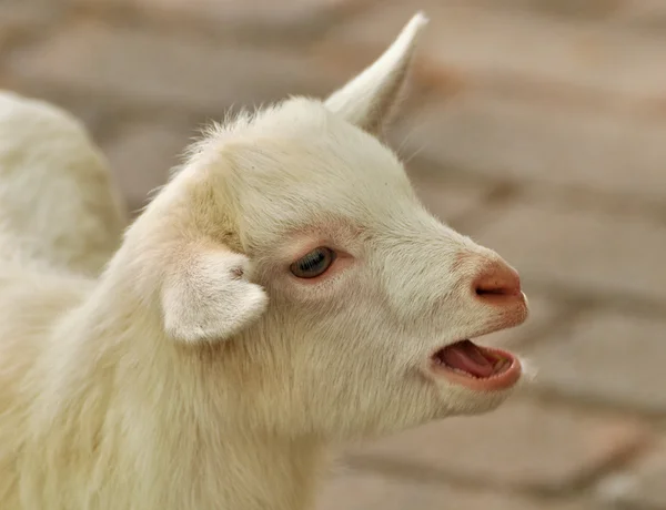 Goat kid — Stock Photo, Image