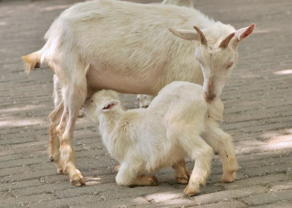 Goat and her kid — Stock Photo, Image
