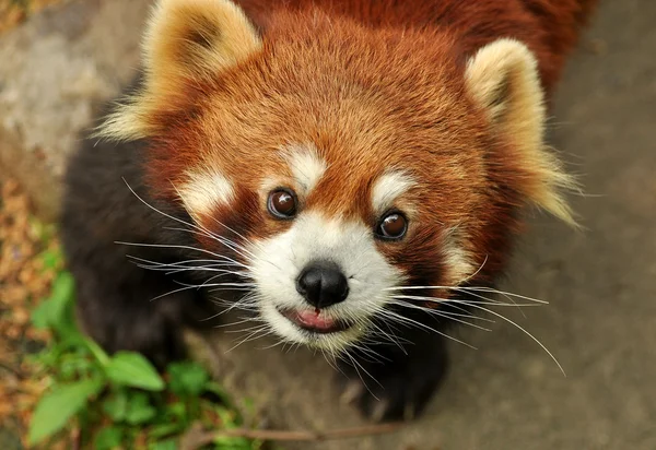 Red panda yakın çekim — Stok fotoğraf