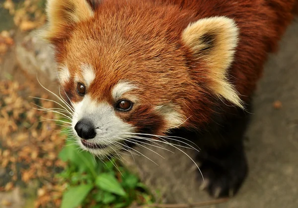 Красная панда крупный план — стоковое фото