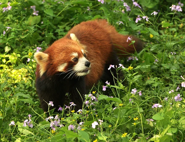 Panda červená detail — Stock fotografie