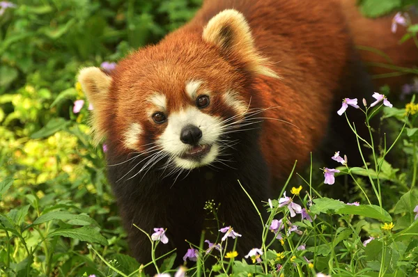 Közeli kép: vörös panda — Stock Fotó
