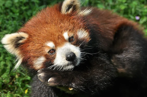 Panda červená detail — Stock fotografie